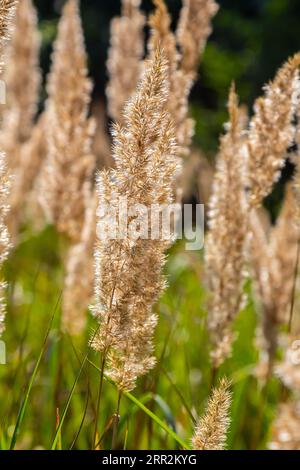 Blütenstände von Holzkleinrippen Calamagrostis epigejos auf einer Wiese. Stockfoto