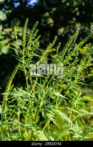 Blume eines gewöhnlichen Ragweed, Ambrosia artemisiifolia. Stockfoto
