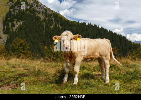 Kuh im Grindelwald der Schweizer Alpen, schöne Aussicht in der Schweiz Stockfoto