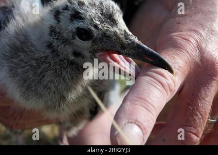 Wissenschaftliche Studie, juvenile Kleinmöwe (Larus fuscus), Nationalpark Niedersächsisches Wattenmeer, Niedersachsen, Deutschland Stockfoto