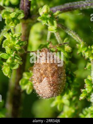 Makroaufnahme mit der Nymphe eines haarigen Schilds in natürlicher grüner Blumenatmosphäre Stockfoto