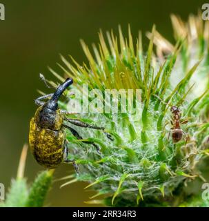 Makroaufnahme einer Kanadischen Thistle Bud Weevil und einer Ameise auf einem Distelblütenkopf Stockfoto