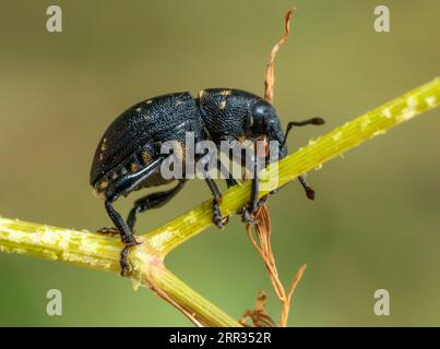 Schwacher, seitlicher Makroschuss, der einen Liparus-Schnauzenkäfer auf einem grünen Stiel in verschwommenem Rücken zeigt Stockfoto