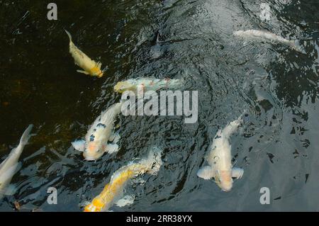 Das lebendige Koi-Fischleben schwimmt durch das Wasser und zeigt die Wasserfauna. Stockfoto