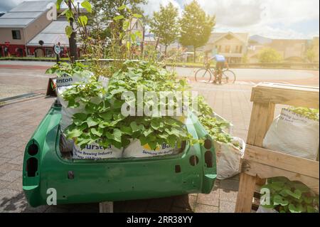 Blumenhof auf einem recycelten Auto für umweltfreundliches Konzept. Gartenarbeit auf einem Schrottauto für Recyclingidee. Stockfoto