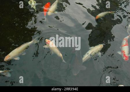 Das lebendige Koi-Fischleben schwimmt durch das Wasser und zeigt die Wasserfauna. Stockfoto