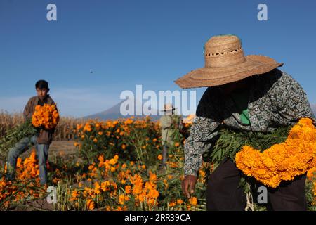 201027 -- PUEBLA MEXICO, 27. Oktober 2020 -- Bauern ernten am 26. Oktober 2020 im Bundesstaat Puebla, Mexiko, mexikanische Ringelblumen. Die Cempasuchil-Blume wird in Mexiko zum Gedenken an den Tag der Toten verwendet. Foto: /Xinhua MEXICO-PUEBLA-CEMPASUCHIL DavidxPeinado PUBLICATIONxNOTxINxCHN Stockfoto