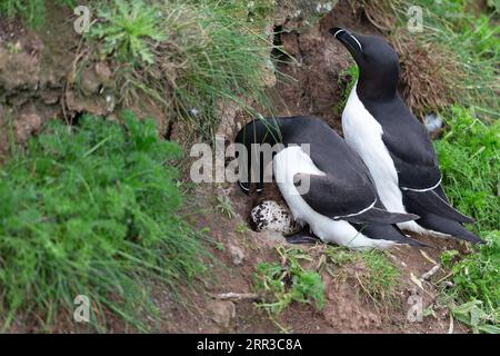 Razorbill (ALCA torda) Paar Wendeei Bempton Cliffs Yorkshire GB Juni 2021 Stockfoto