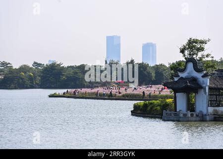 201103 -- GUANGZHOU, 3. November 2020 -- Touristen sehen Kosmos Blumen im Haizhu Wetland Park in Guangzhou, Hauptstadt der südchinesischen Provinz Guangdong, 3. November 2020. CHINA-GUANGZHOU-COSMOS BLUMEN CN LiuxDawei PUBLICATIONxNOTxINxCHN Stockfoto