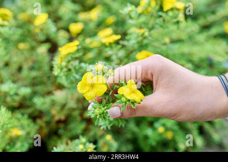 Nahaufnahme der Pflanze blühender gelber Cinquefoil-Sträucher Stockfoto