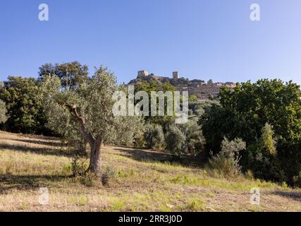 Alte Olivenhaine auf einem Hügel in Montemassi in der Provinz Grosseto. Toskana. Italien Stockfoto