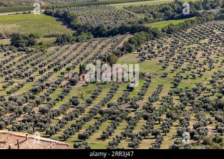 Ackerland und Olivenhaine um Montemassi in der Provinz Grosseto. Italien Stockfoto