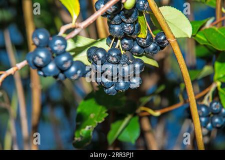 Reife Aronia-Beeren auf Einem Baum in Deutschland Stockfoto