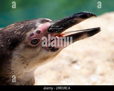 Porträt des Humboldt-Pinguins (Spheniscus humboldti) und Öffnung des Schnabels Stockfoto