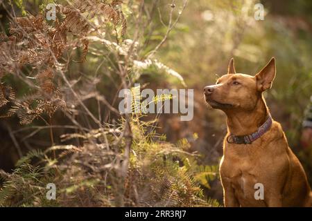 Wunderschöner kelpie im Busch australiens. Brauner Hund im Frühjahr Stockfoto