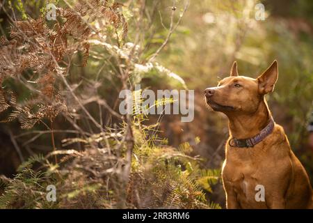 Wunderschöner kelpie im Busch australiens. Brauner Hund im Frühjahr Stockfoto