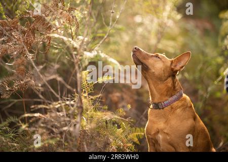 Wunderschöner kelpie im Busch australiens. Brauner Hund im Frühjahr Stockfoto