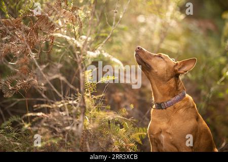 Wunderschöner kelpie im Busch australiens. Brauner Hund im Frühjahr Stockfoto