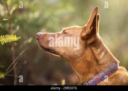 Wunderschöner kelpie im Busch australiens. Brauner Hund im Frühjahr Stockfoto