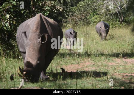 201113 -- NAKASONGOLA UGANDA, 13. November 2020 -- am 9. November 2020 werden im Ziwa Rhino Sanctuary im Bezirk Nakasongola, Uganda, südliche weiße Nashörner gesehen. Die Geburt des Ziwa Rhino Sanctuary im Jahr 2005 und die Wiedereinführung der Nashörner durch den Rhino Fund Uganda waren eine gute Nachricht für das Land und Naturschützer weltweit. ZUM Feature: Ugandas Nashorn-Population wächst nach Jahren des Aussterbens UGANDA-NAKASONGOLA-RHINO-POPULATION ZhangxGaiping PUBLICATIONxNOTxINxCHN Stockfoto