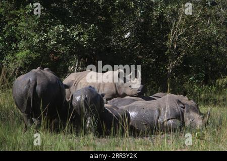 201113 -- NAKASONGOLA UGANDA, 13. November 2020 -- Südliche Nashörner baden am 9. November 2020 im Ziwa Rhino Sanctuary im Bezirk Nakasongola in Uganda in matschigem Wasser. Die Geburt des Ziwa Rhino Sanctuary im Jahr 2005 und die Wiedereinführung der Nashörner durch den Rhino Fund Uganda waren eine gute Nachricht für das Land und Naturschützer weltweit. ZUM Feature: Ugandas Nashorn-Population wächst nach Jahren des Aussterbens UGANDA-NAKASONGOLA-RHINO-POPULATION ZhangxGaiping PUBLICATIONxNOTxINxCHN Stockfoto