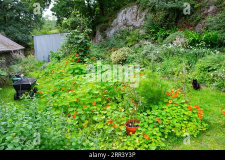 Schwarze Katze sitzt bei Kapuzinern, die in ländlichem Kräuterblüten-Gemüsegarten bewachsen sind, im Spätsommer Sträucher Töpfe Pflanzen Carmarthenshire Wales UK KATHY DEWITT Stockfoto