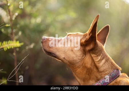 Wunderschöner kelpie im Busch australiens. Brauner Hund im Frühjahr Stockfoto