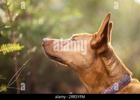 Wunderschöner kelpie im Busch australiens. Brauner Hund im Frühjahr Stockfoto