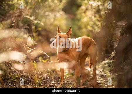 Wunderschöner kelpie im Busch australiens. Brauner Hund im Frühjahr Stockfoto