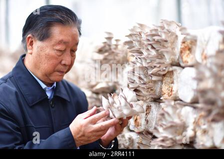 201116 -- PEKING, 16. November 2020 -- Lin Zhanxi von der Fujian Land- und Forstuniversität überprüft Pilze, die auf gehacktem Juncao in Fuzhou, südöstlicher Provinz Fujian, am 2. November 2018 angebaut werden. Xinhua Schlagzeilen: XI's Vision von Magic Grass inspiriert globale Armutsbekämpfung WeixPeiquan PUBLICATIONxNOTxINxCHN Stockfoto