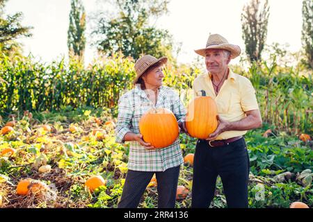 Ein Familienpaar älterer Bauern pflücken im Herbstfeld bei Sonnenuntergang Kürbisse. Glücklicher Mann und Frau ernten frisches Bio-Gemüse im Herbstgarten. Stockfoto