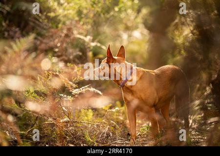 Wunderschöner kelpie im Busch australiens. Brauner Hund im Frühjahr Stockfoto