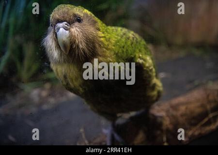 201116 -- DUNEDIN, 16. Nov. 2020 -- Aktenfoto vom 12. Sept. 2018 zeigt einen Kakapo namens Sirocco, der im Orokonui Ecosanctuary in Dunedin, Neuseeland ausgestellt ist. Der vom Aussterben bedrohte einheimische Vogel Kakapo hat zum zweiten Mal den neuseeländischen Vogel des Jahres 2020 gewonnen, wie der Veranstalter Forest and Bird am Montag mitteilte. Dieser jährliche Wettbewerb wird von Forest and Bird, einer unabhängigen Naturschutzorganisation, ausgetragen, um die Menschen für natürliche Vögel zu sensibilisieren. Foto von /Xinhua NEUSEELAND-KAKAPO-VOGEL DES JAHRES YangxLiu PUBLICATIONxNOTxINxCHN Stockfoto