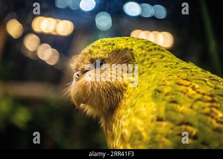 201116 -- DUNEDIN, 16. Nov. 2020 -- ein Foto, das am 13. Sept. 2018 aufgenommen wurde, zeigt einen Kakapo namens Sirocco, der im Orokonui Ecosanctuary in Dunedin, Neuseeland, ausgestellt ist. Der vom Aussterben bedrohte einheimische Vogel Kakapo hat zum zweiten Mal den neuseeländischen Vogel des Jahres 2020 gewonnen, wie der Veranstalter Forest and Bird am Montag mitteilte. Dieser jährliche Wettbewerb wird von Forest and Bird, einer unabhängigen Naturschutzorganisation, ausgetragen, um die Menschen für natürliche Vögel zu sensibilisieren. Foto von /Xinhua NEUSEELAND-KAKAPO-VOGEL DES JAHRES YangxLiu PUBLICATIONxNOTxINxCHN Stockfoto