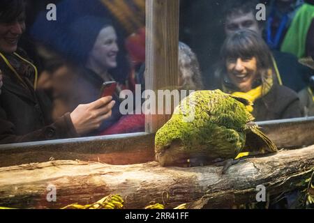 201116 -- DUNEDIN, 16. Nov. 2020 -- Aktenfoto vom 12. Sept. 2018 zeigt einen Kakapo namens Sirocco, der im Orokonui Ecosanctuary in Dunedin, Neuseeland ausgestellt ist. Der vom Aussterben bedrohte einheimische Vogel Kakapo hat zum zweiten Mal den neuseeländischen Vogel des Jahres 2020 gewonnen, wie der Veranstalter Forest and Bird am Montag mitteilte. Dieser jährliche Wettbewerb wird von Forest and Bird, einer unabhängigen Naturschutzorganisation, ausgetragen, um die Menschen für natürliche Vögel zu sensibilisieren. Foto von /Xinhua NEUSEELAND-KAKAPO-VOGEL DES JAHRES YangxLiu PUBLICATIONxNOTxINxCHN Stockfoto