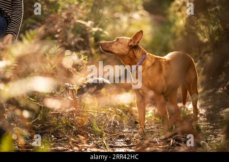 Wunderschöner kelpie im Busch australiens. Brauner Hund im Frühjahr Stockfoto