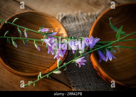 Frisch geschnittene Campanula rotundifolia blüht auf einer Holzplatte, die in der alternativen Medizin wegen ihrer heilenden Eigenschaften geschätzt wird Stockfoto