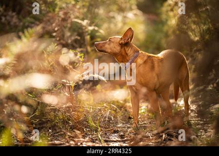 Wunderschöner kelpie im Busch australiens. Brauner Hund im Frühjahr Stockfoto