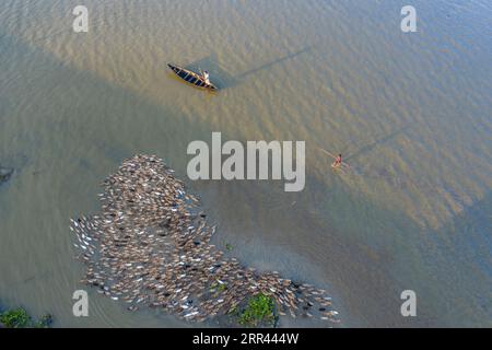 Entenbauern hüten ihre Entenherde auf dem Nikli Haor in Kishorganj. Stockfoto