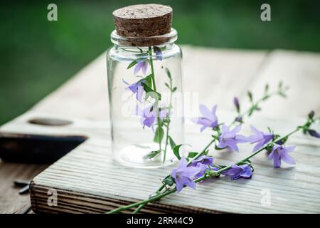 Holztablett mit Campanula rotundifolia-Blüten, bekannt für ihre Verwendung in alternativen Therapien und in einem klaren Kosmetikglas gelagert Stockfoto