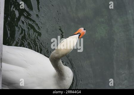 Schwanenschwimmen auf dem See in Hochwinkelansicht, so dass die Wasseroberfläche als Hintergrund erscheint. Stockfoto