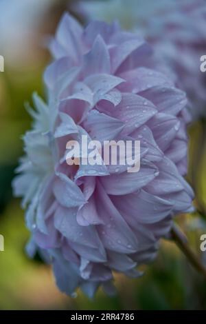 Üppige, farbenfrohe Dahlienblüten aus nächster Nähe Stockfoto