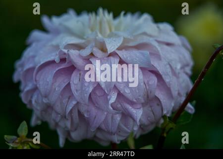 Üppige, farbenfrohe Dahlienblüten aus nächster Nähe Stockfoto