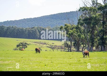 hereford-Stier in einem Fahrerlager auf einer Farm Stockfoto