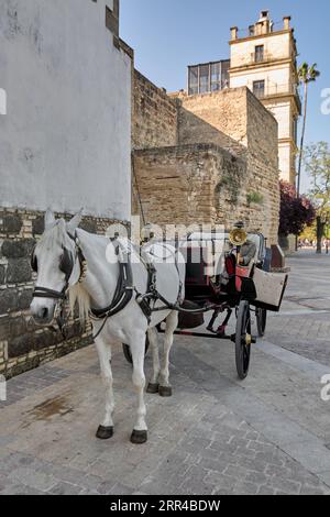 Jerez weißes Pferd aus einer Pferdekutsche in Jerez de la Frontera, Andalusien, Spanien Stockfoto