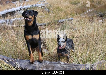 Austrailischer Rinderhund und Rottweiler mit Pfoten auf Baumstamm auf einem Feld Stockfoto