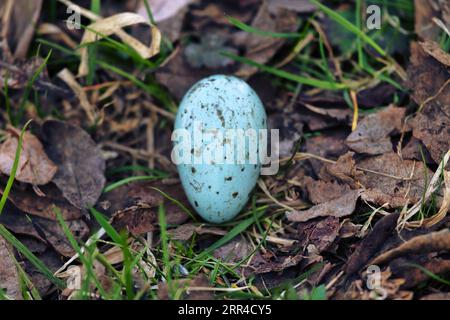 Oologie. Das Ei der Kapuzenkrähe (Corvus cornix) aus dem Landnest. Variegiertes Ei (Schale) Stockfoto