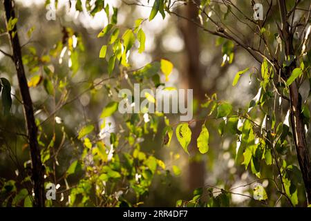 Gummiblätter auf einem Baum in australien im Frühjahr Stockfoto