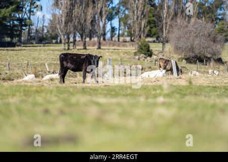 murray Grey Kühe auf einem Bauernhof in amerika texas Stockfoto