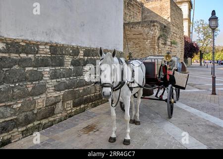 Weißes Pferd in einer Pferdekutsche in Jerez de la Frontera in Andalusien, Spanien. Stockfoto